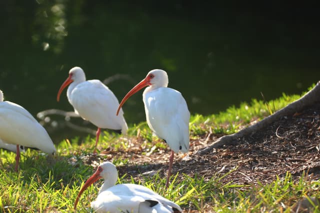White ibises with long, curved orange beaks standing on grass near a body of water