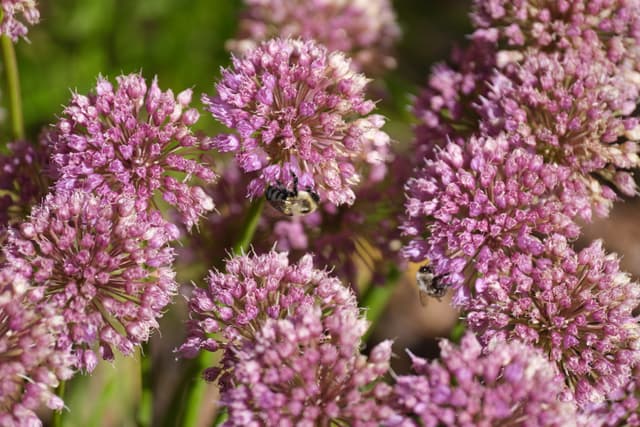Clusters of pink-purple flowers with a bee gathering nectar among them, set against a green background