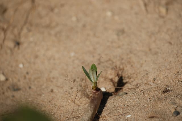 A small green plant sprouting from sandy soil, surrounded by a few pebbles and twigs