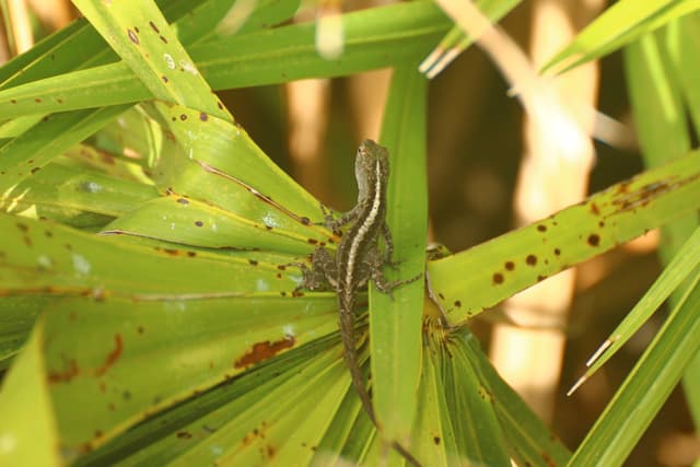 A lizard perched on green foliage, its pattern blending in with the surrounding leaves