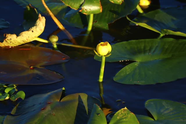 Water lilies with green leaves and yellow buds floating on a dark water surface