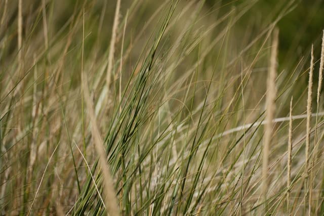 Tall green and brown grass blades swaying in a field