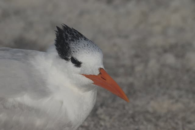 A close-up of a bird with a black and white head and a bright orange beak