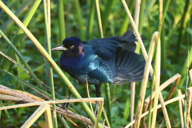 A dark-colored bird with iridescent feathers perched among tall green reeds