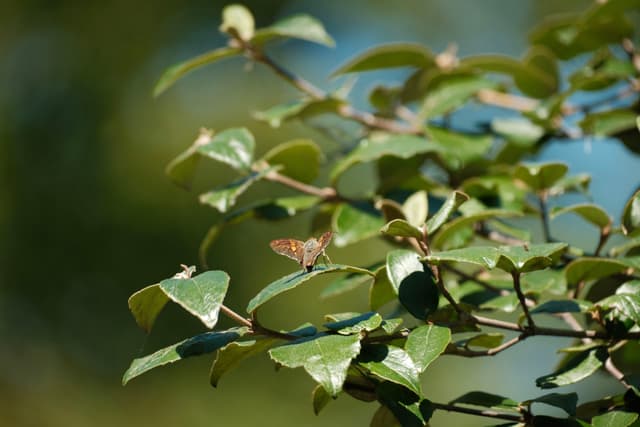 A butterfly perched on a leafy branch with a blurred, natural background