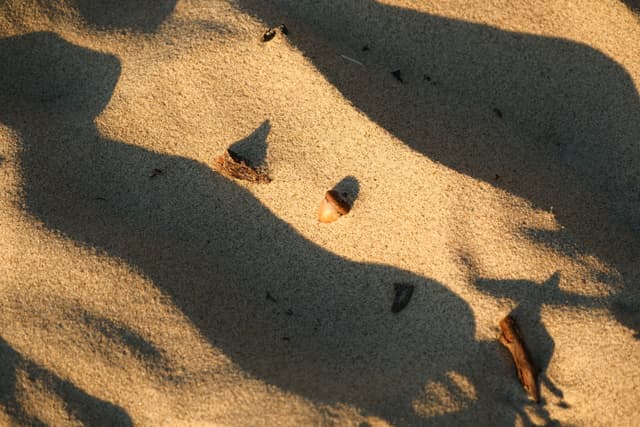 Sand with scattered dried leaves and shadows