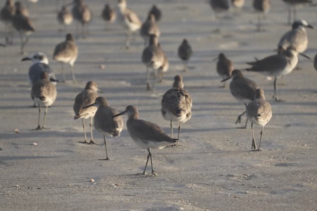 A flock of shorebirds standing on a sandy beach