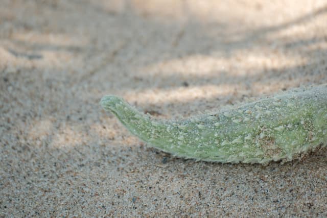 A green, textured vegetable lying on sandy ground