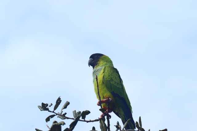 A green parrot with a dark head perched on a branch against a clear blue sky
