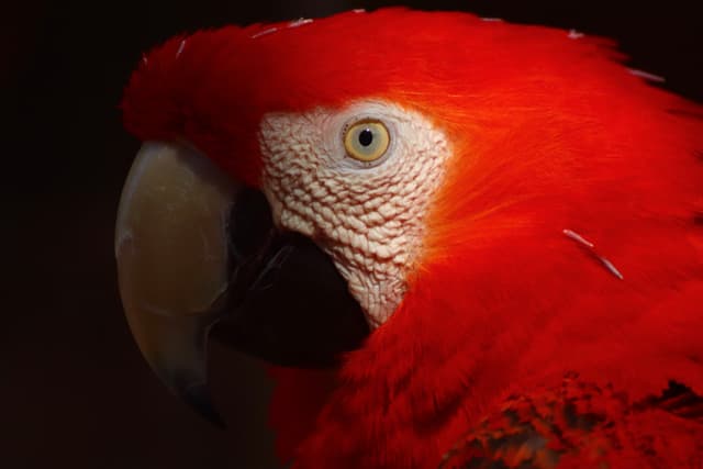 A close-up of a red macaw with its eye and feathers illuminated, set against a dark background