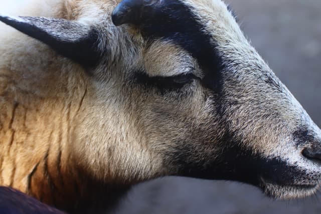 A close-up of a sheep's head with a light-colored face and dark markings around the eyes and ears