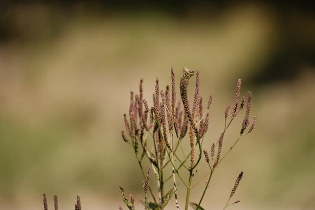 A close-up of a plant with slender stems and reddish-brown buds, set against a blurred natural background