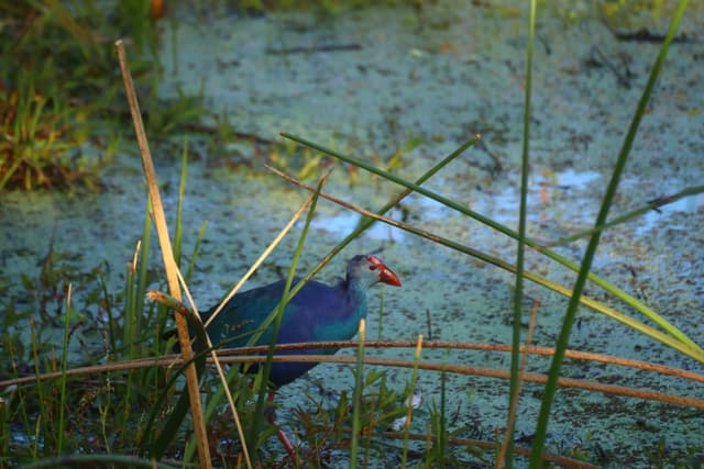 A colorful bird standing among tall grasses in a marshy area with water and green vegetation