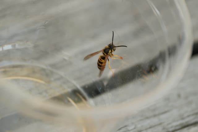 A wasp inside a clear plastic cup on a wooden surface