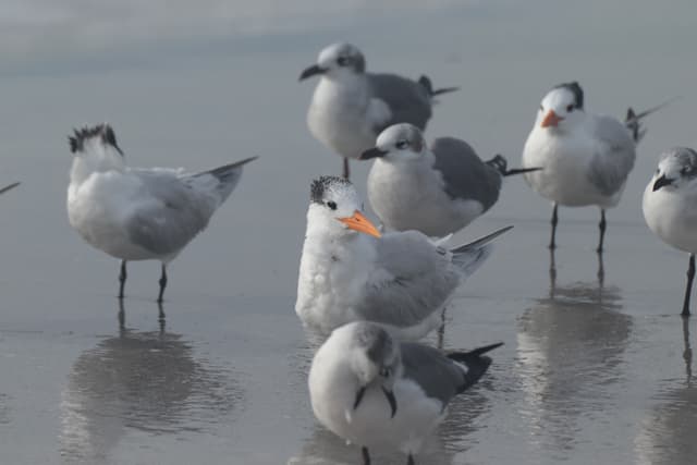 A group of seabirds standing on a wet, reflective surface, with some birds preening and others looking around