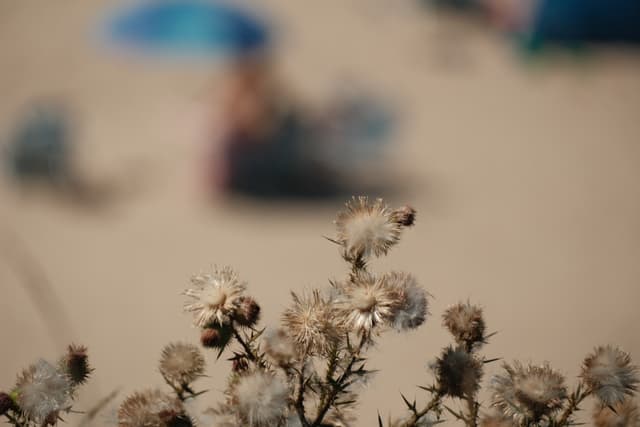 Dry thistle plants in sharp focus with a blurred beach scene in the background, including indistinct figures and umbrellas