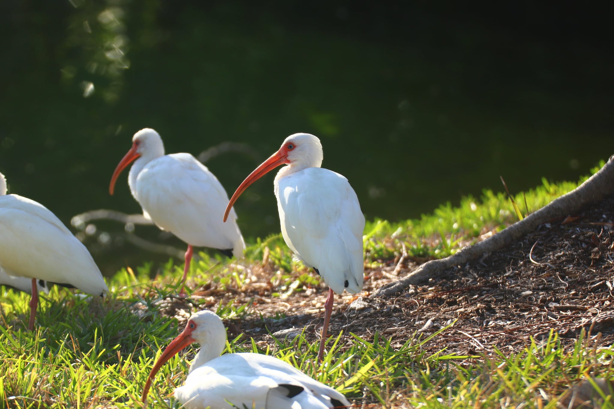 White ibises with long, curved orange beaks standing on grass near a body of water