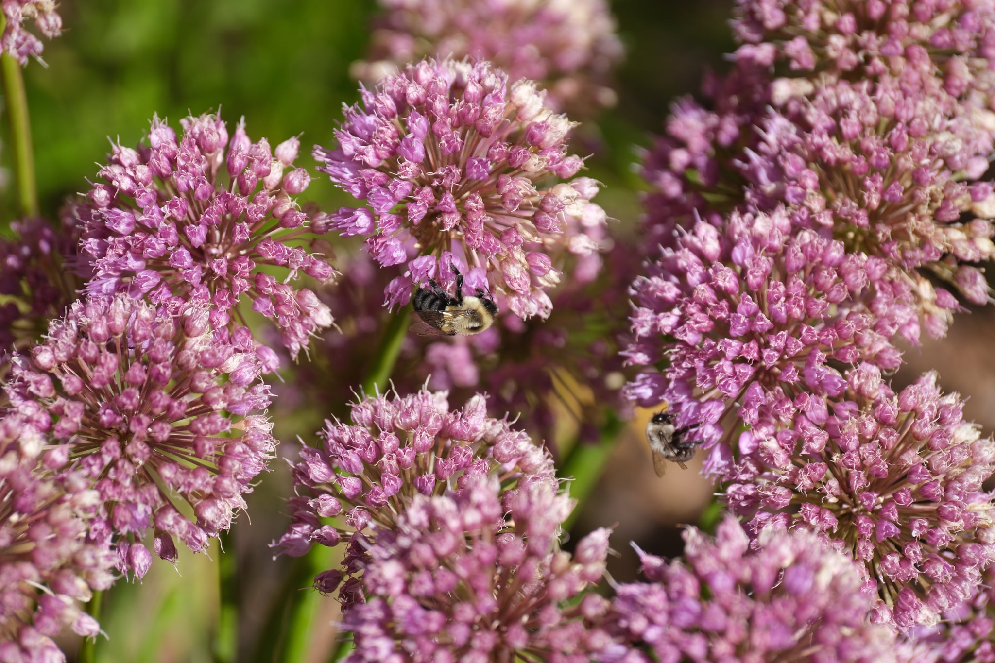Clusters of pink-purple flowers with a bee gathering nectar among them, set against a green background