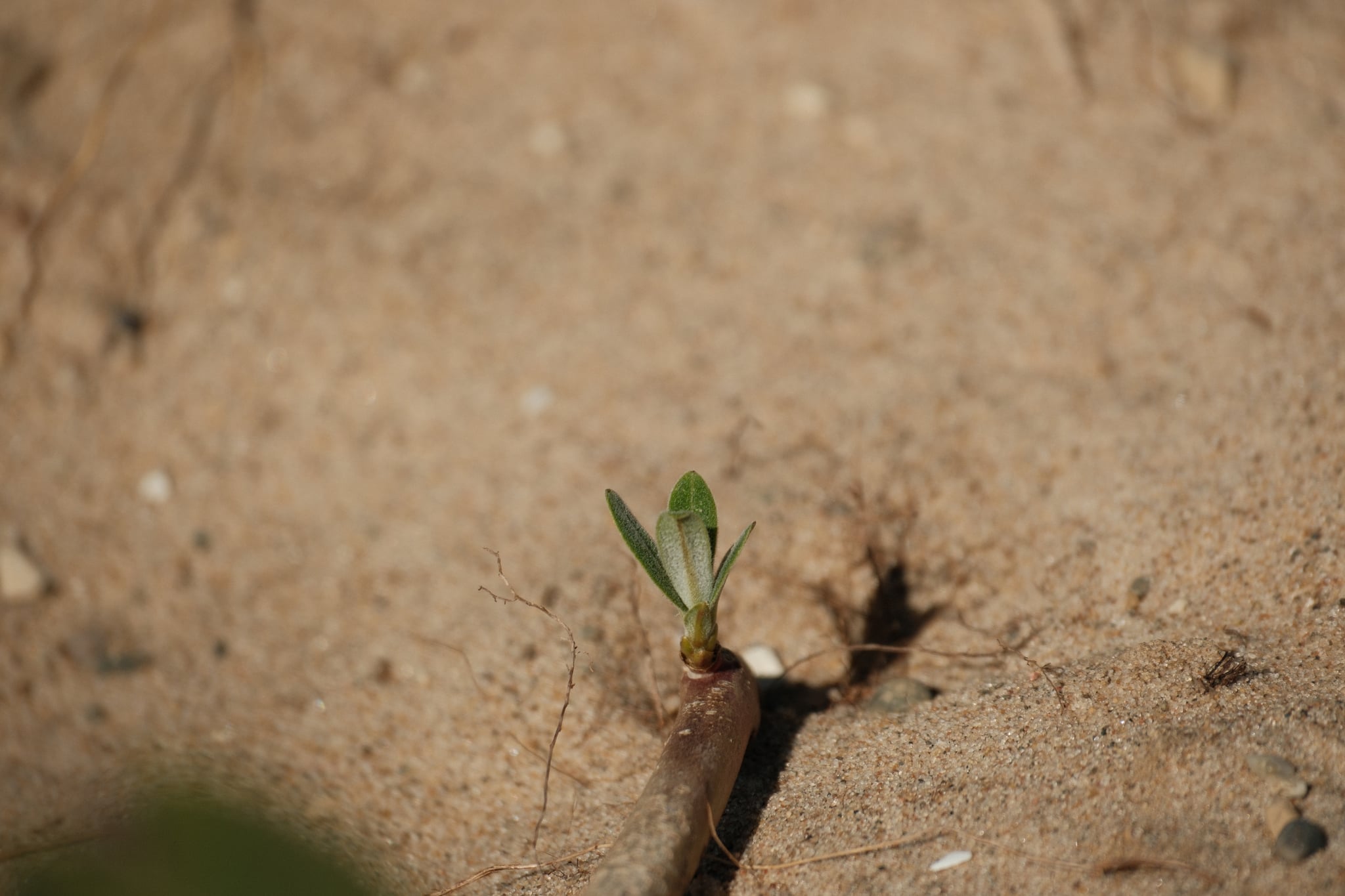 A small green plant sprouting from sandy soil, surrounded by a few pebbles and twigs