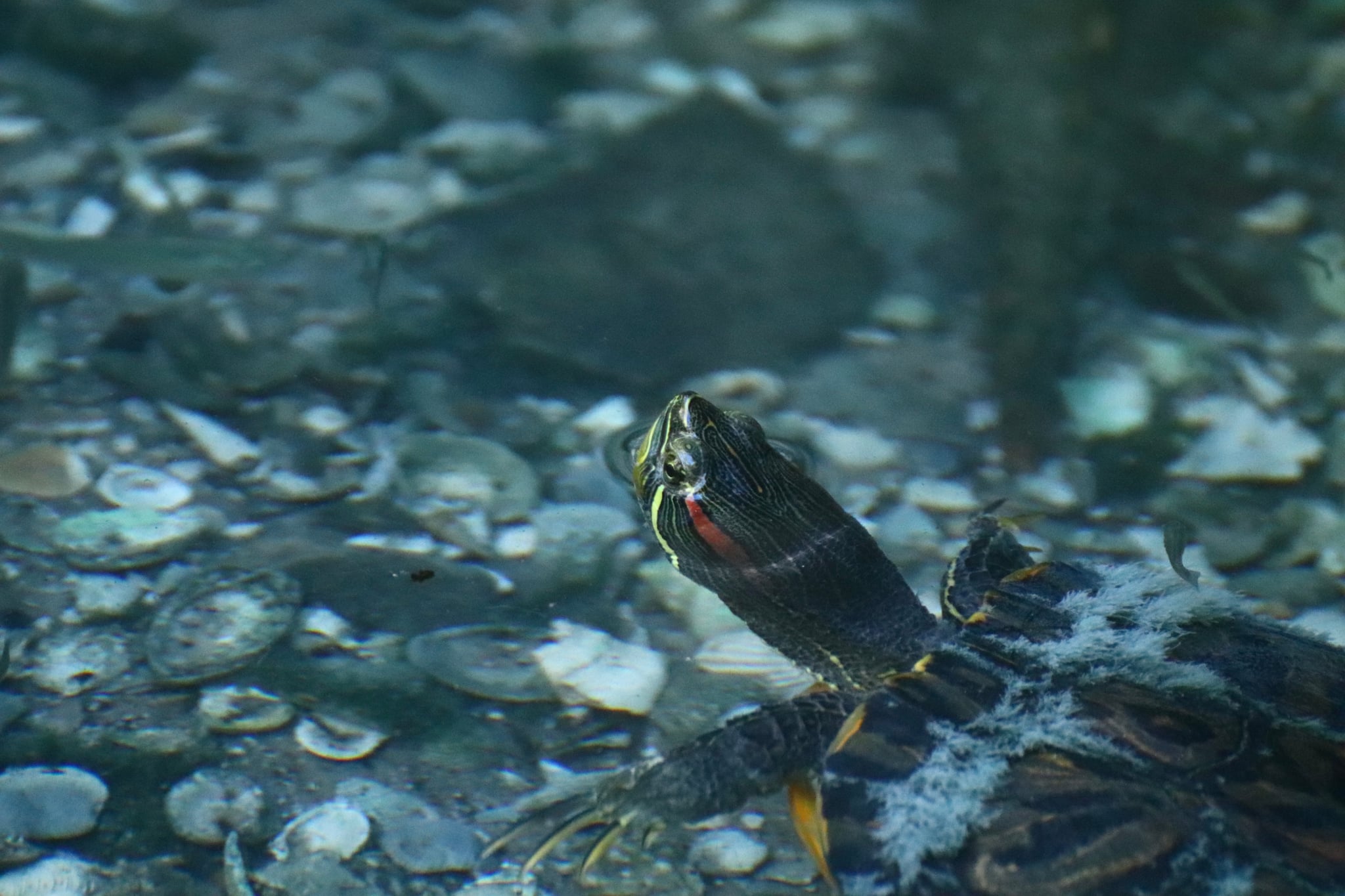 A turtle partially submerged in water, surrounded by rocks and pebbles