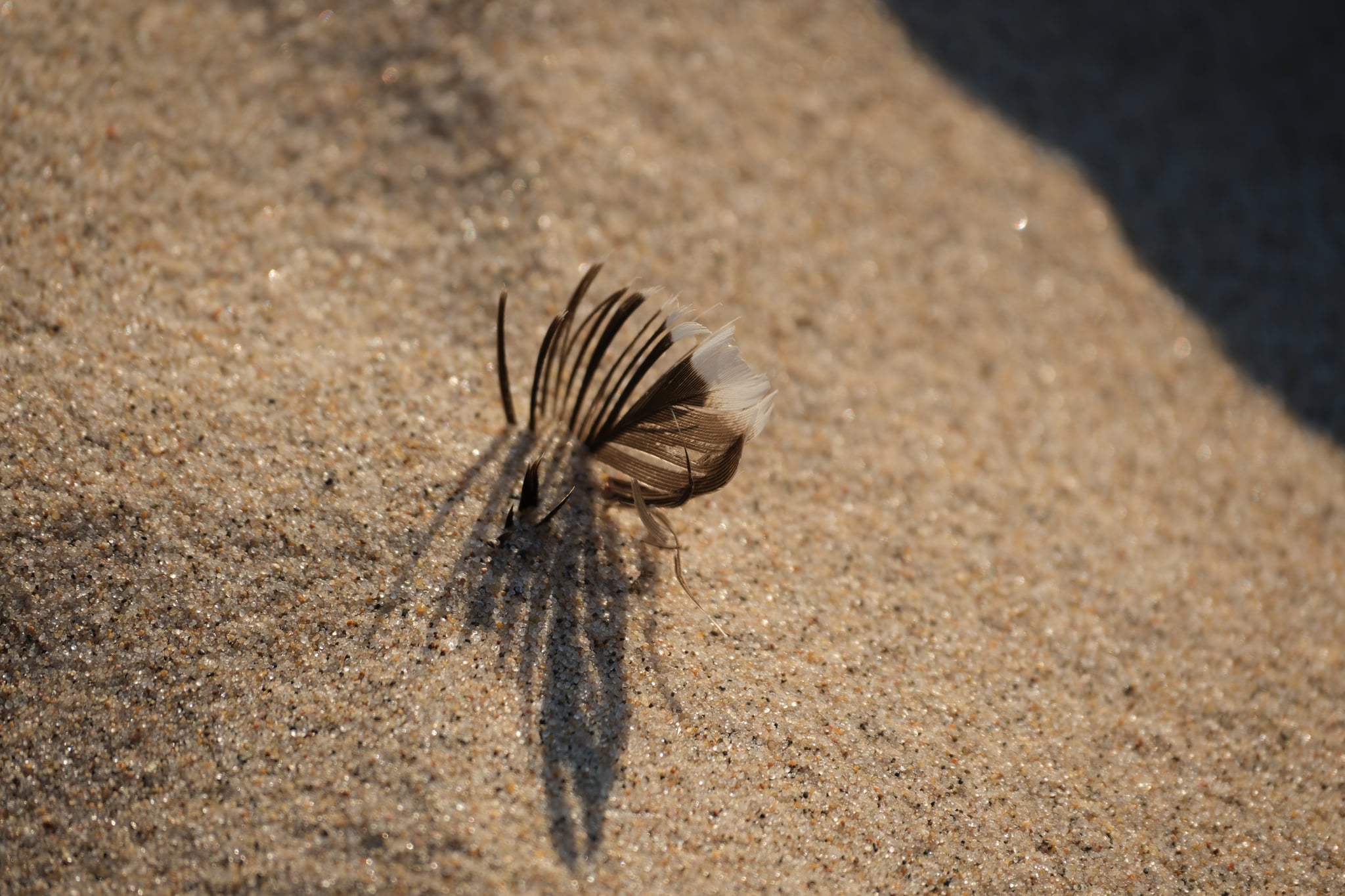 A feather partially buried in sand, casting a shadow on a sunny surface