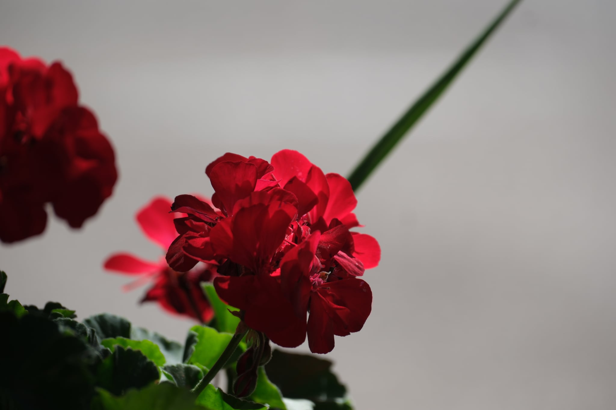A vibrant red flower in focus with a blurred background, highlighting its petals and green leaves