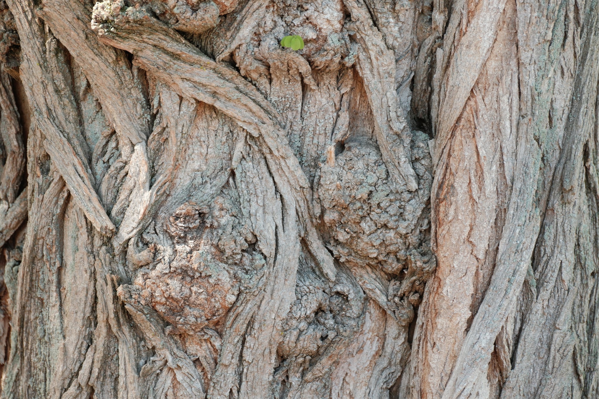 A tree trunk with rough, twisted bark and several knobby protrusions