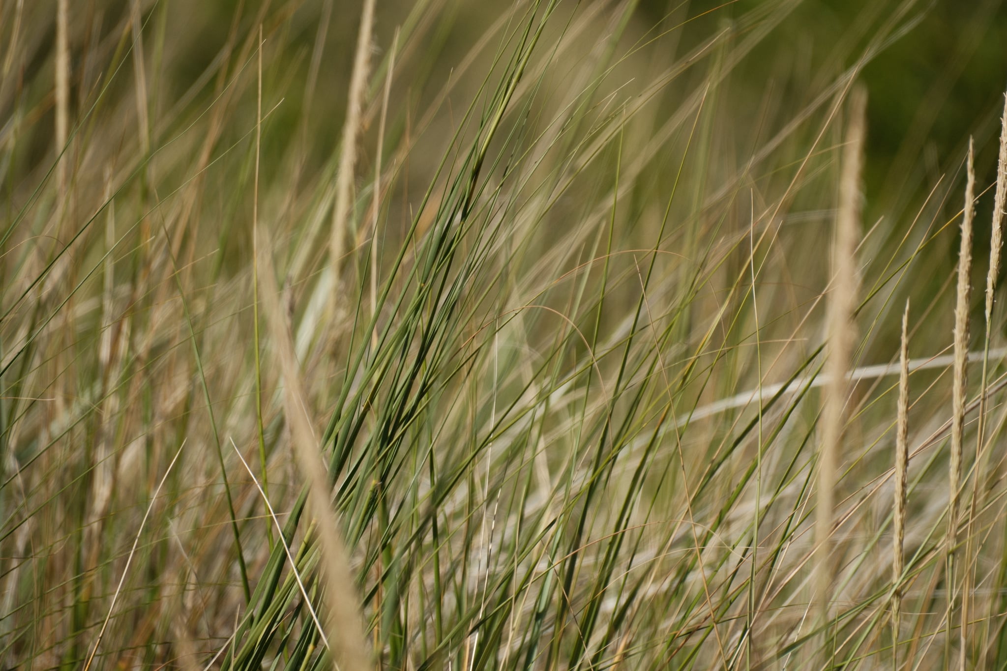 Tall green and brown grass blades swaying in a field