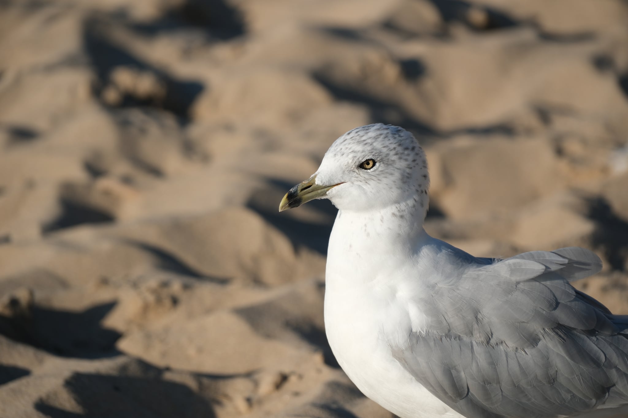 A seagull standing on a sandy beach with its head turned slightly to the side
