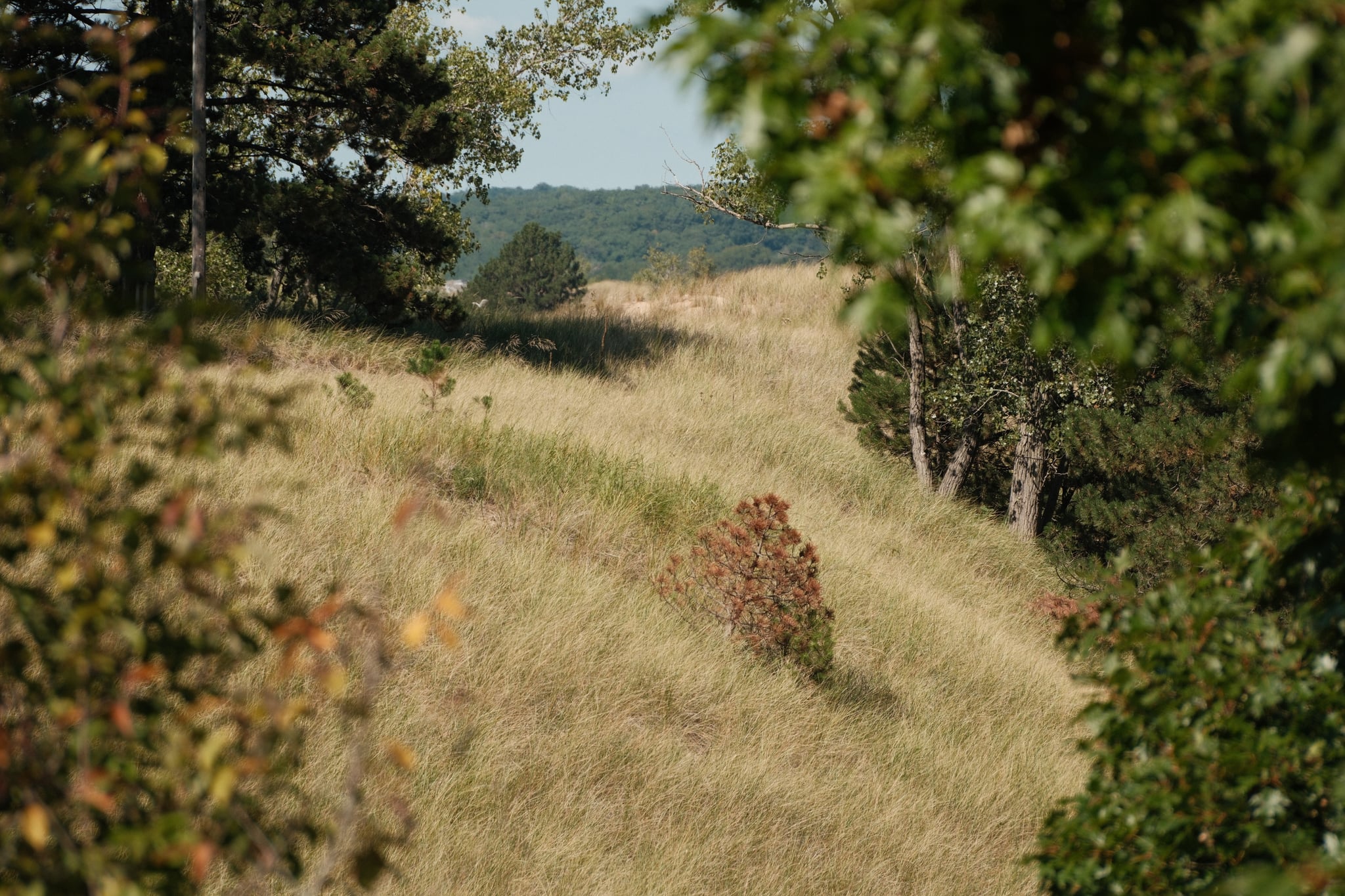 A grassy hillside with trees around the edges and a distant view of another hill in the background