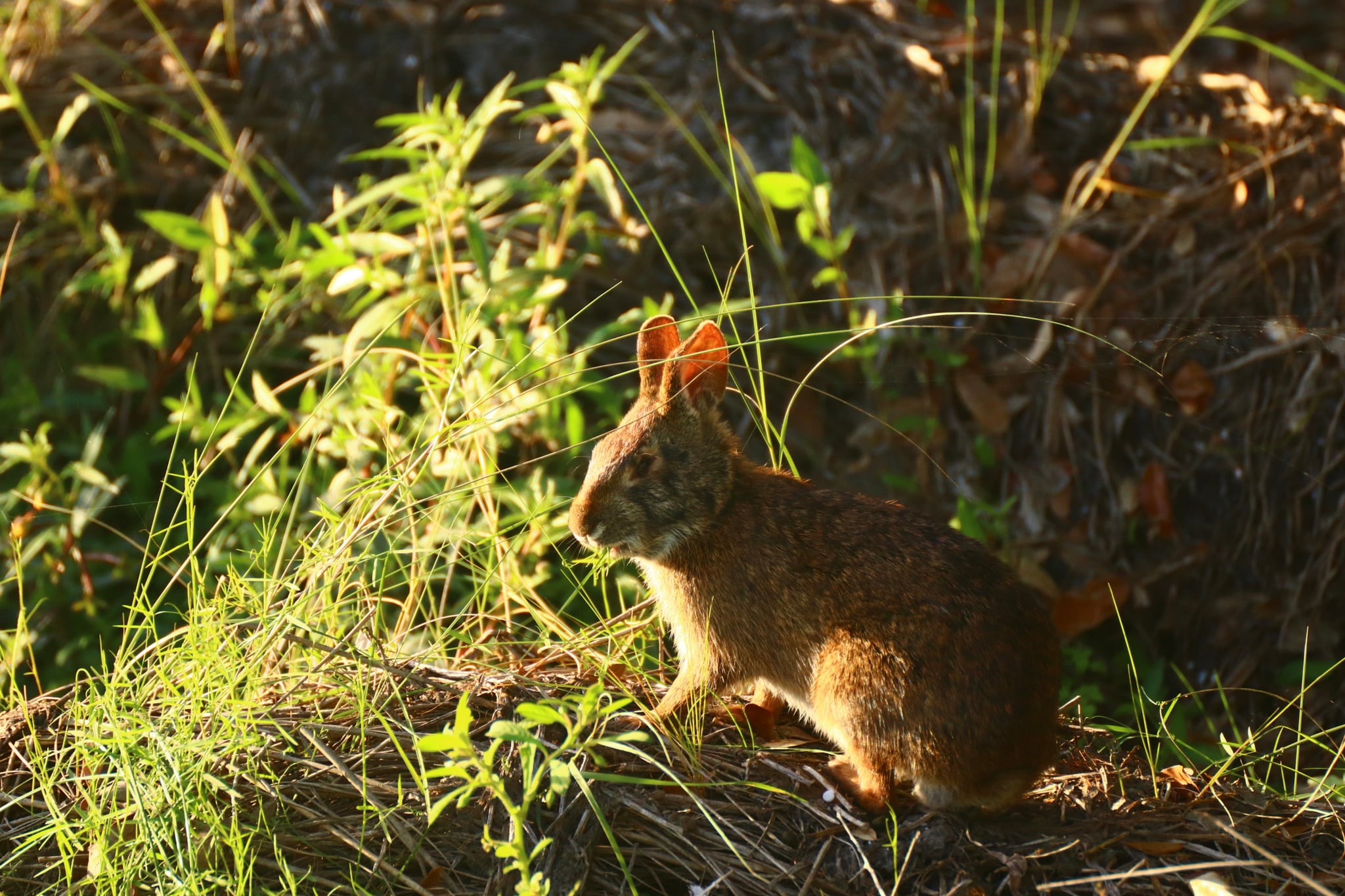 A rabbit sitting among grass and foliage, illuminated by sunlight