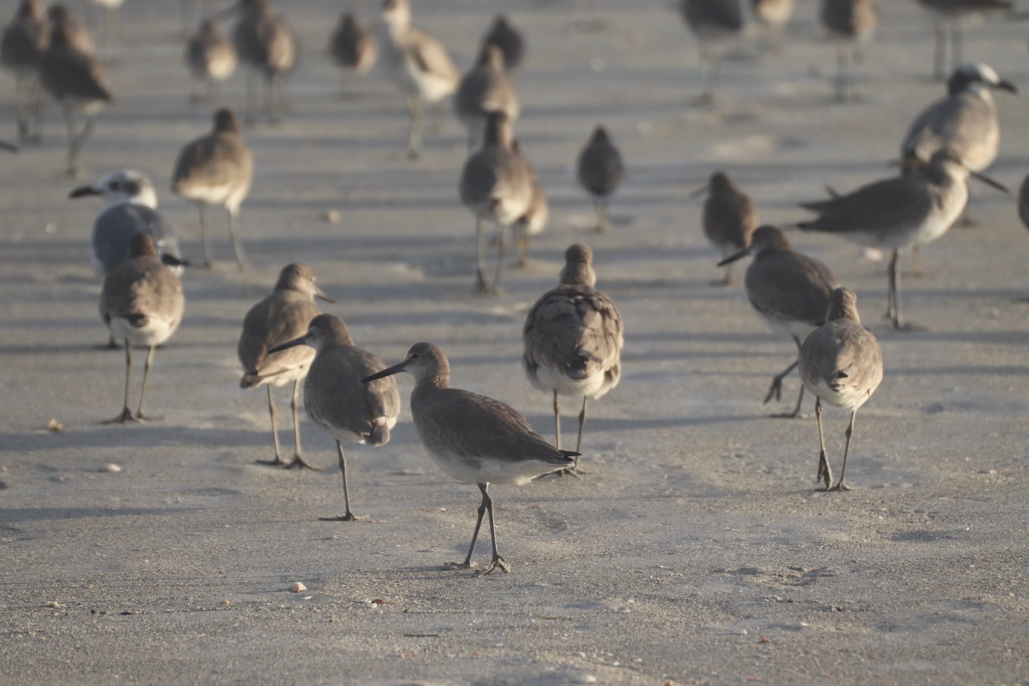 A flock of shorebirds standing on a sandy beach