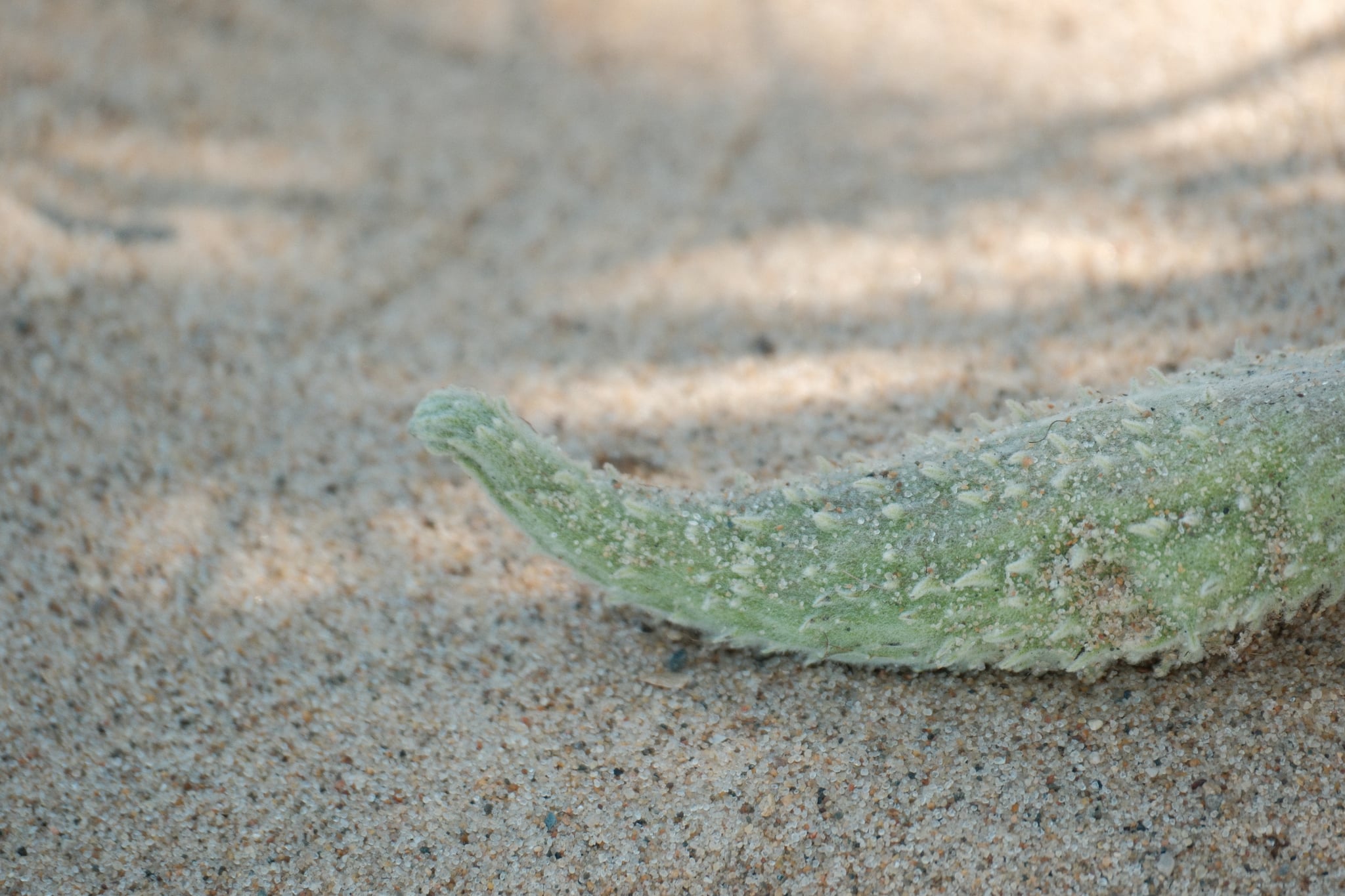 A green, textured vegetable lying on sandy ground