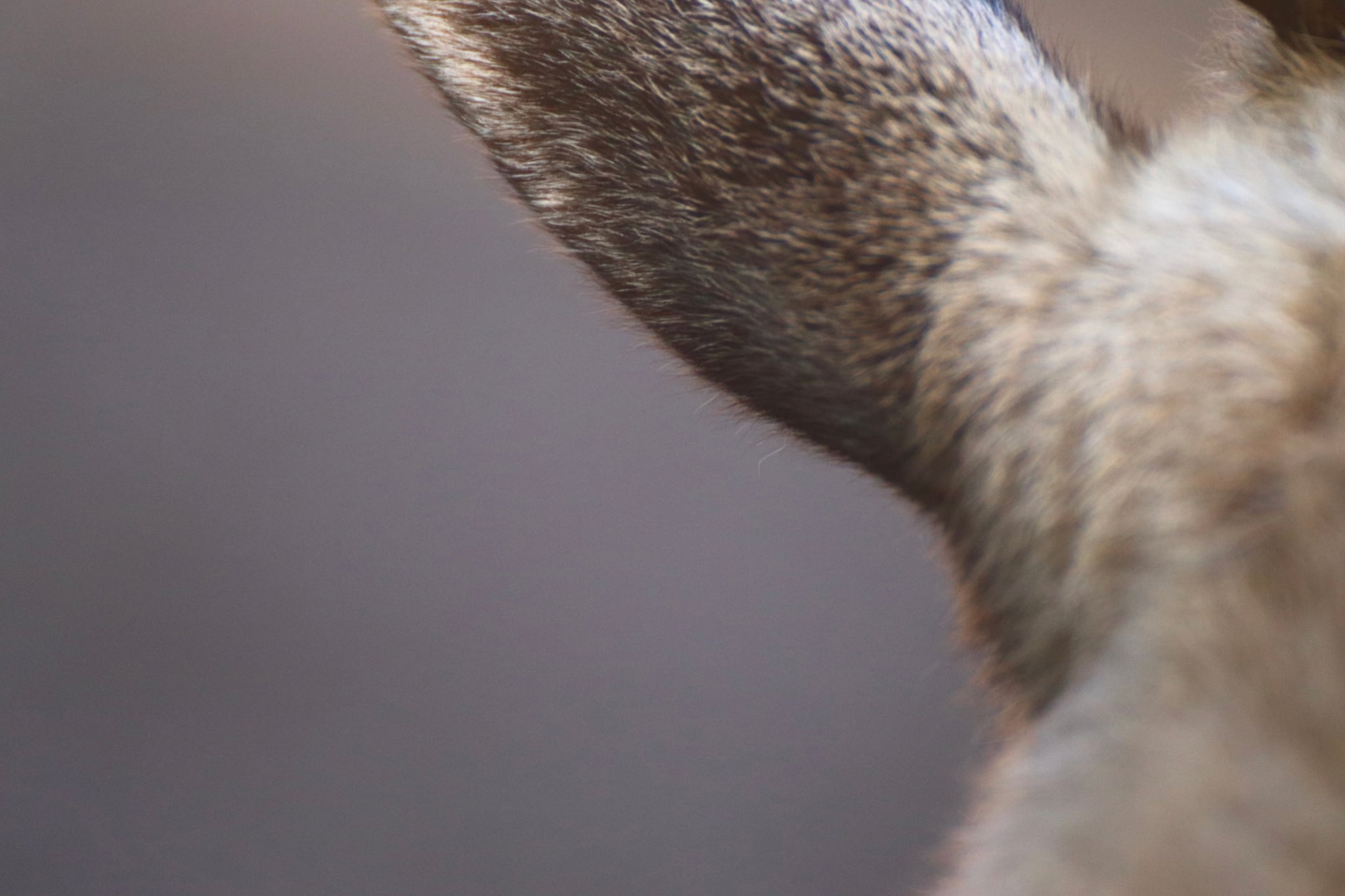 A close-up of an animal's ear with a blurred background