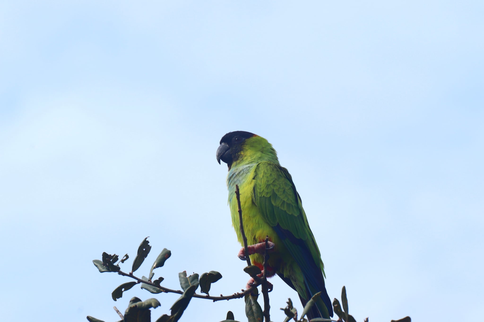A green parrot with a dark head perched on a branch against a clear blue sky