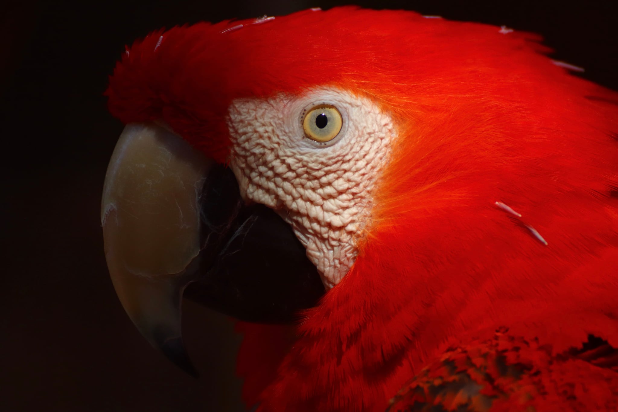 A close-up of a red macaw with its eye and feathers illuminated, set against a dark background