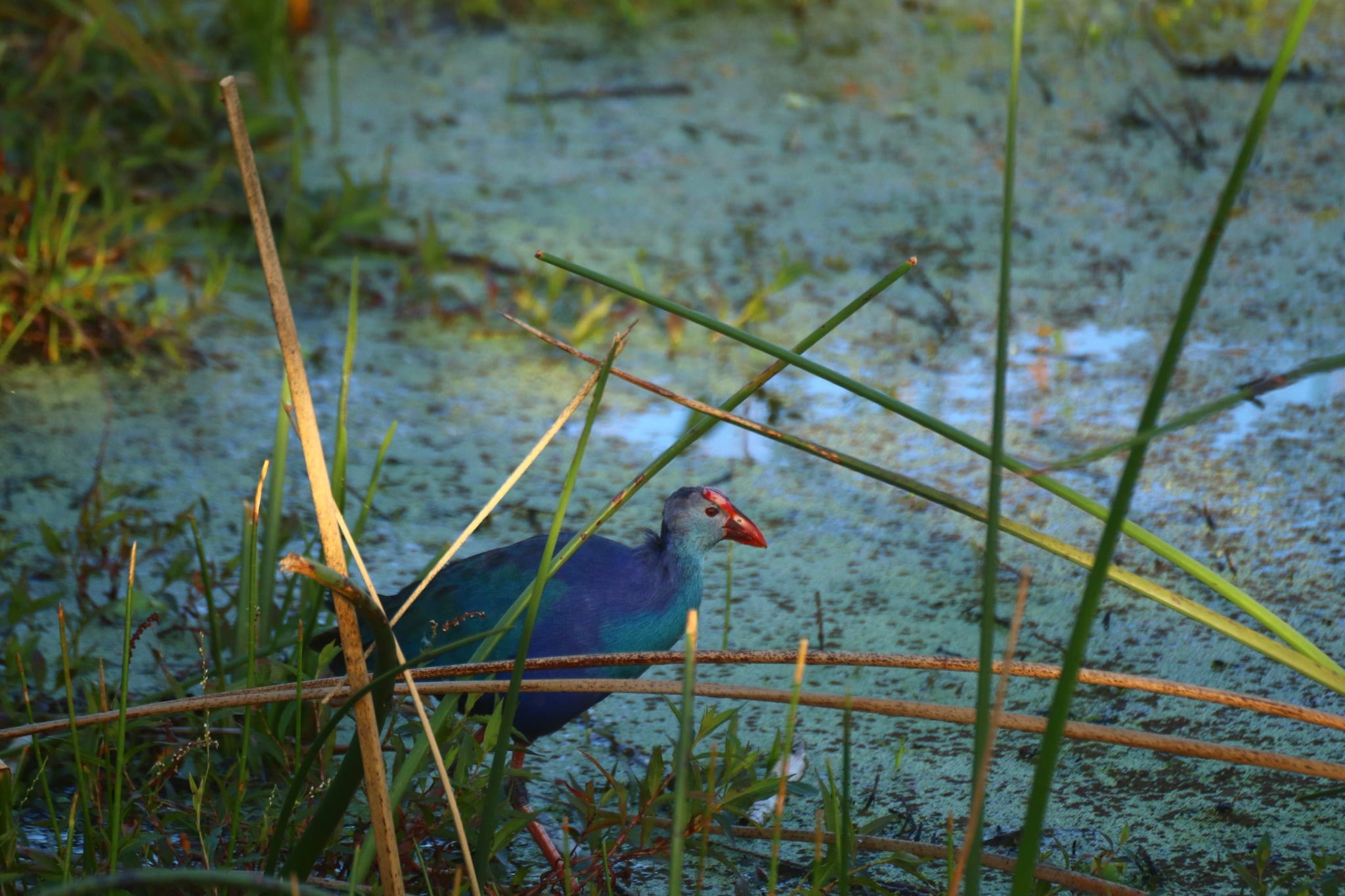 A colorful bird standing among tall grasses in a marshy area with water and green vegetation