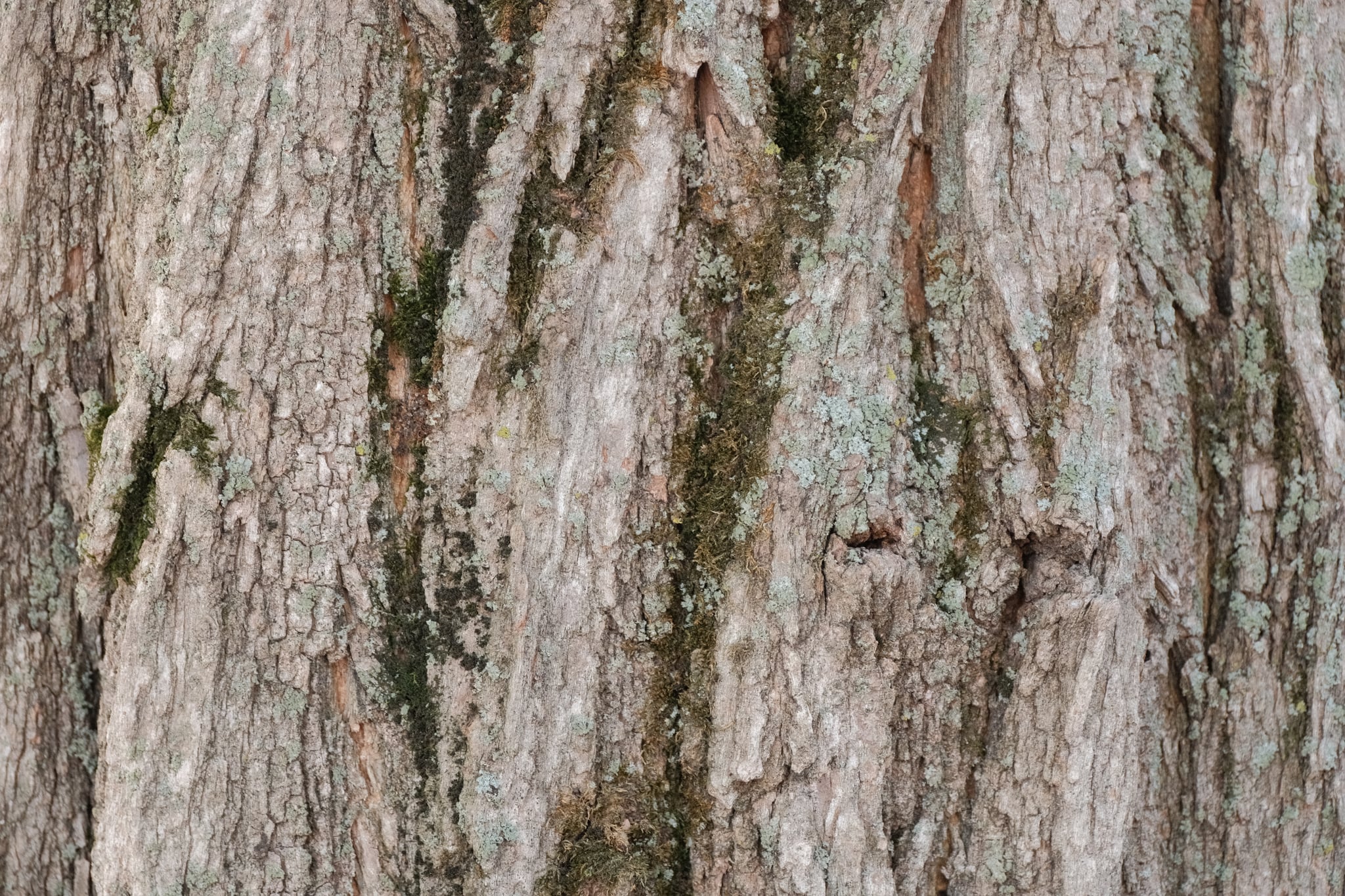 The rough, textured bark of a tree, with visible ridges and natural irregularities