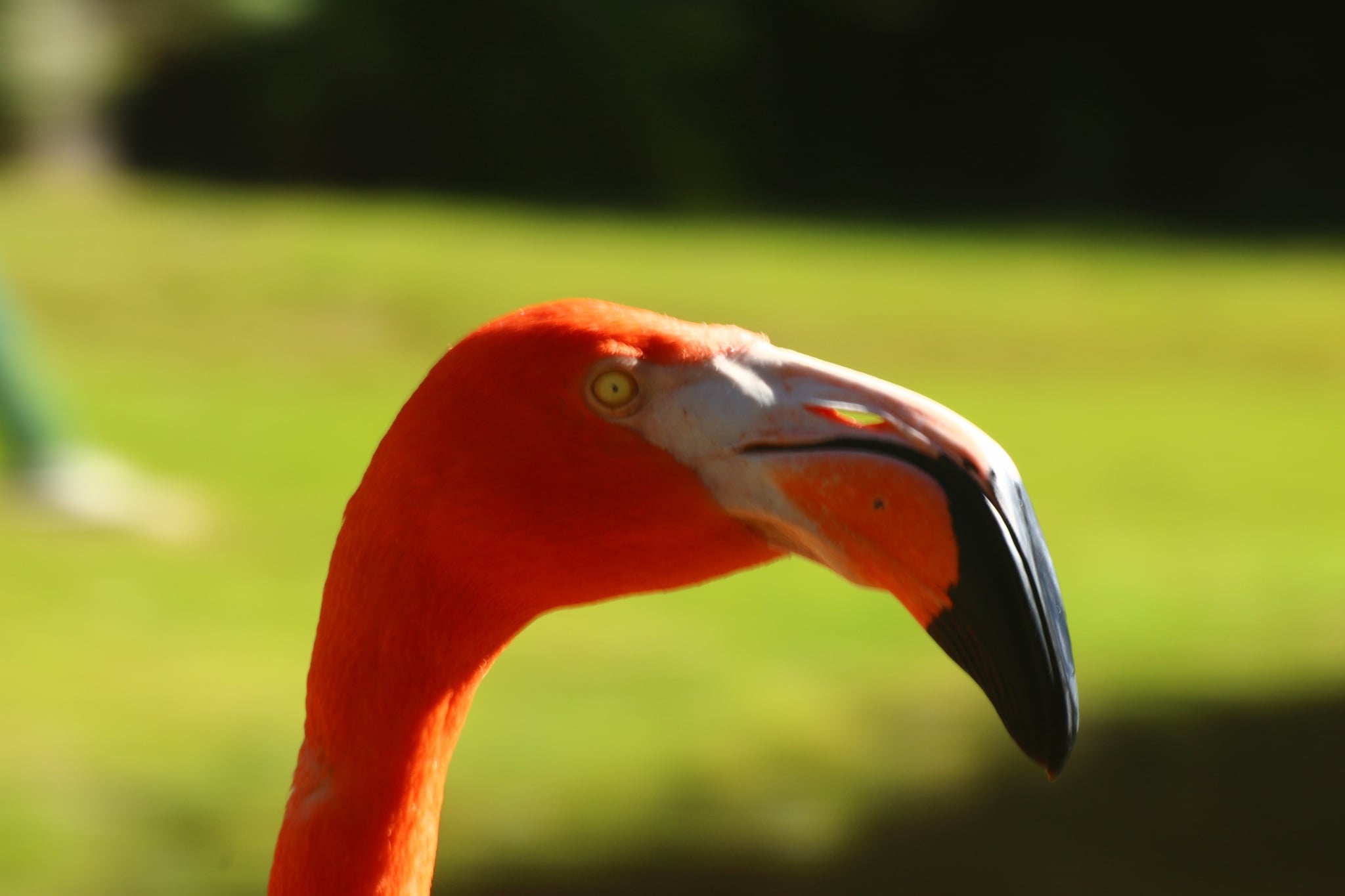 A close-up of a flamingo's head with a blurred green background