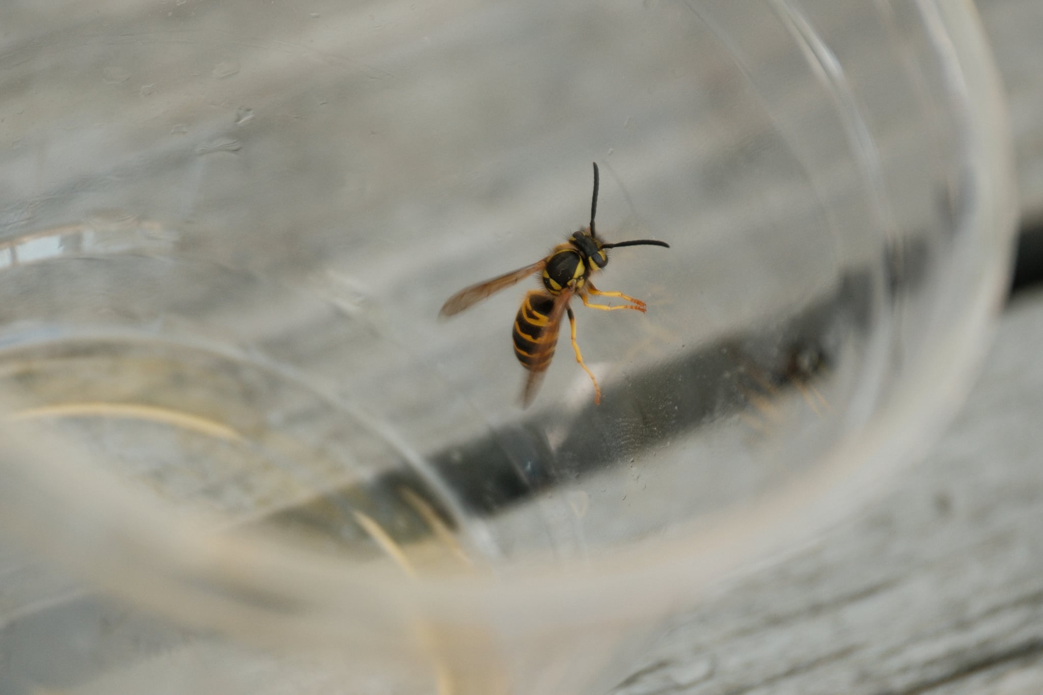 A wasp inside a clear plastic cup on a wooden surface