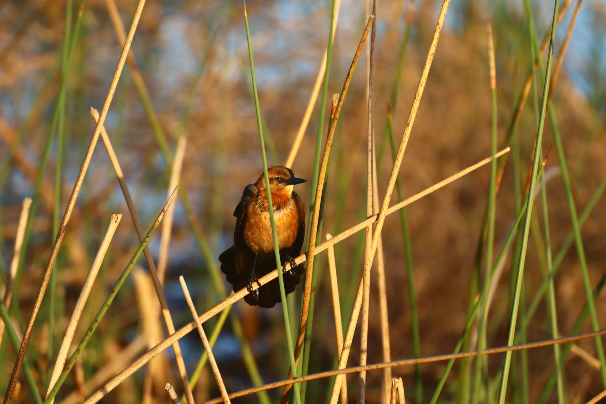 A small bird perched among tall, slender reeds with a blurred natural background
