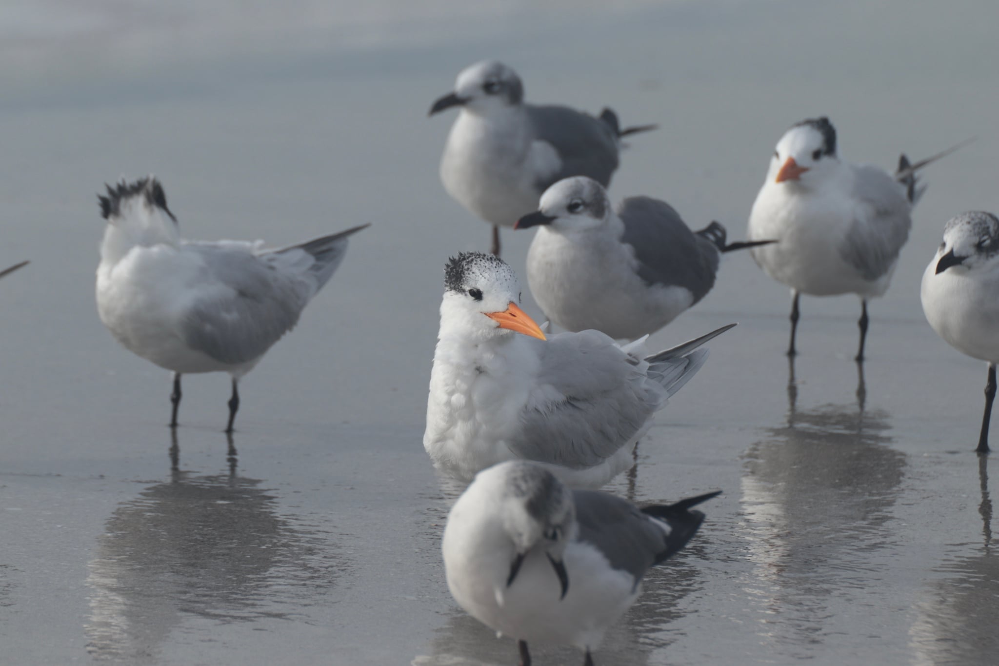 A group of seabirds standing on a wet, reflective surface, with some birds preening and others looking around