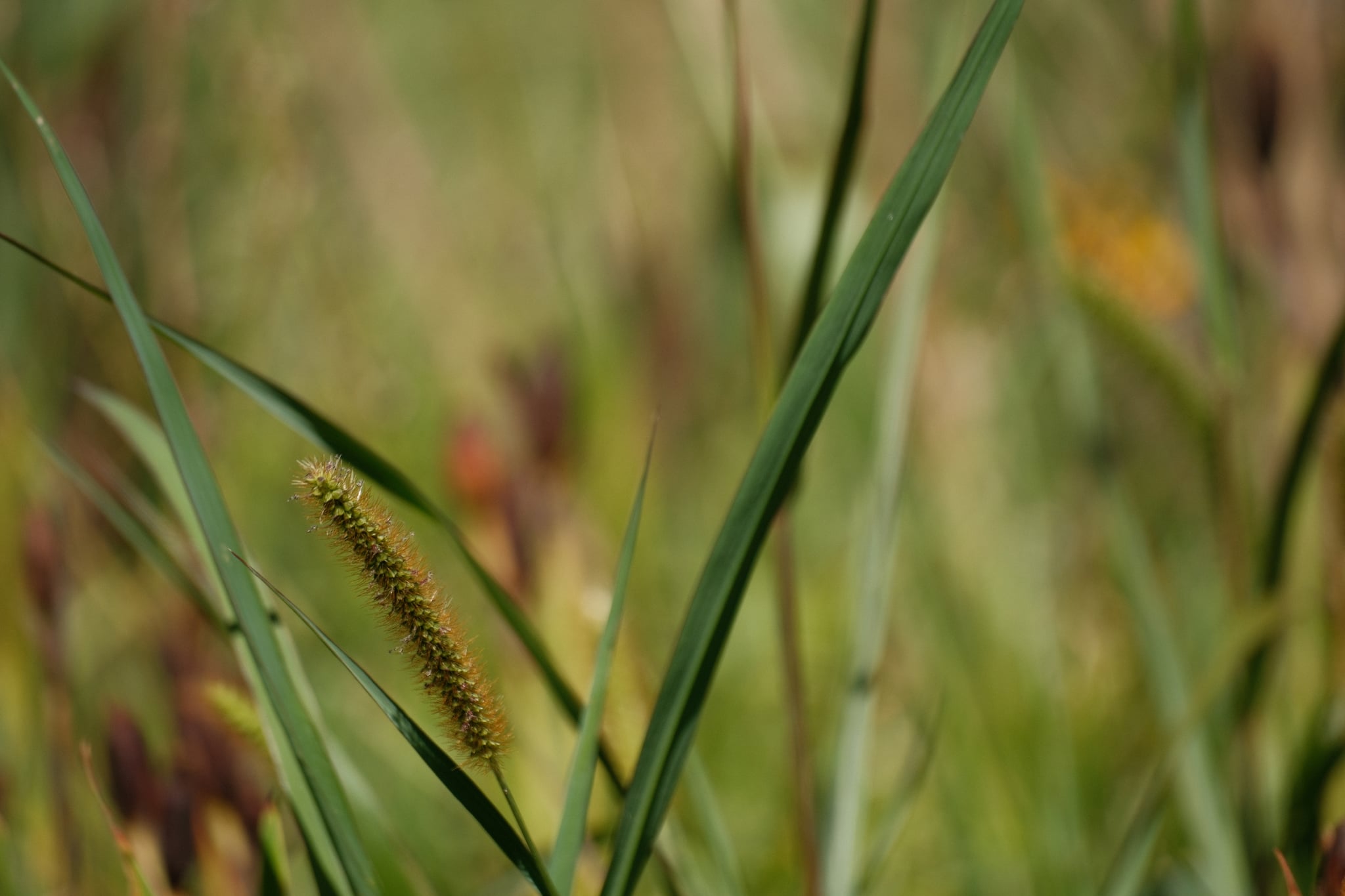 A close-up of tall grass with a blurred background, focusing on green blades and a seed head