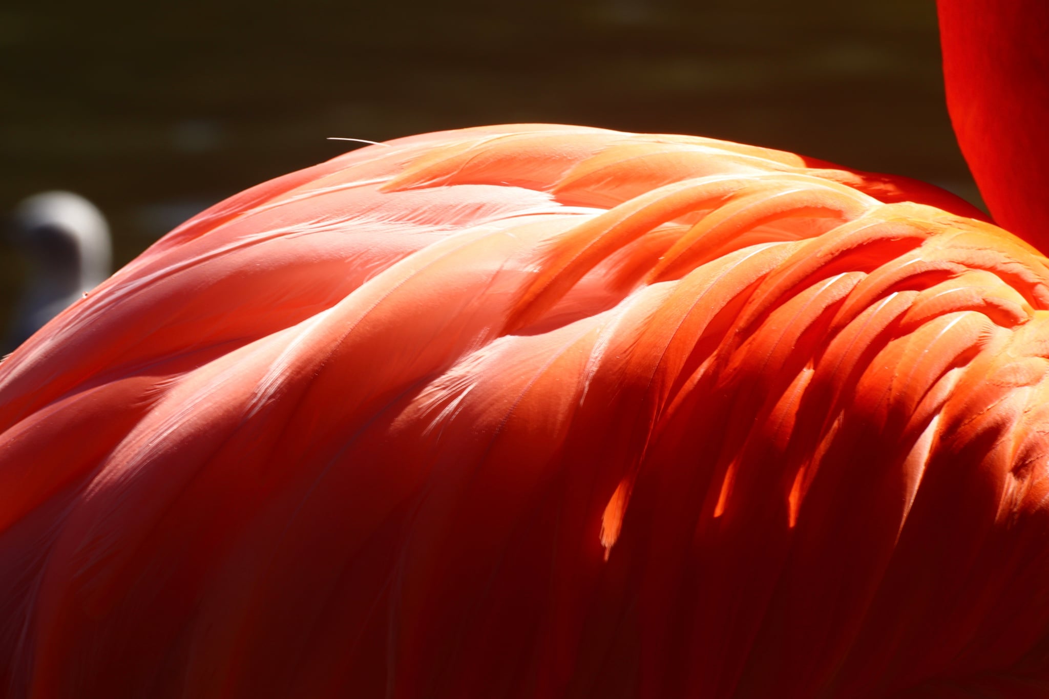 A close-up of the vibrant orange and pink feathers of a flamingo, highlighted by sunlight
