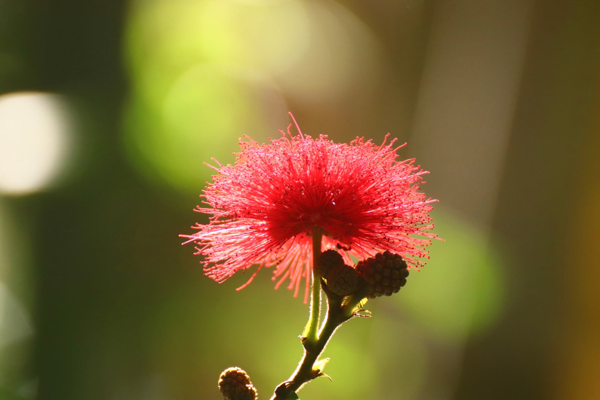A vibrant red flower with feathery petals bathed in sunlight against a soft-focused green background